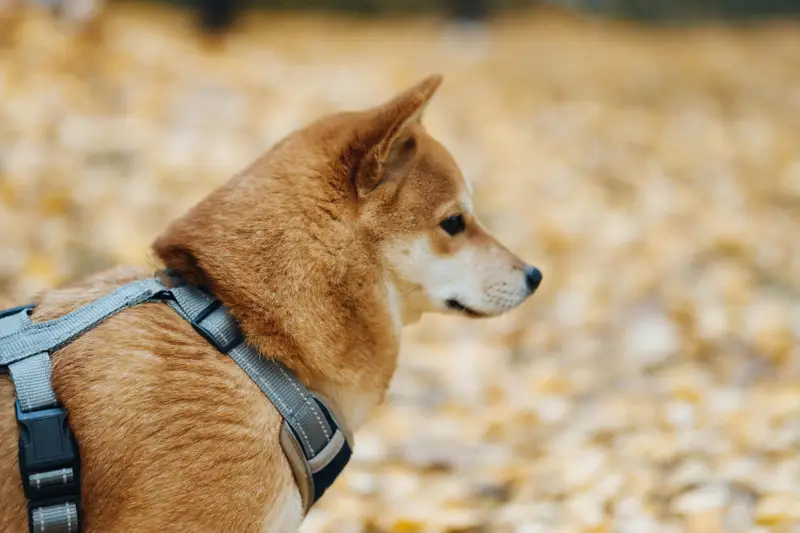 Hundegeschirr: welche Form passt zu welchem Hund? (Tabelle)