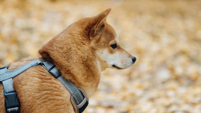 Hundegeschirr: welche Form passt zu welchem Hund? (Tabelle)