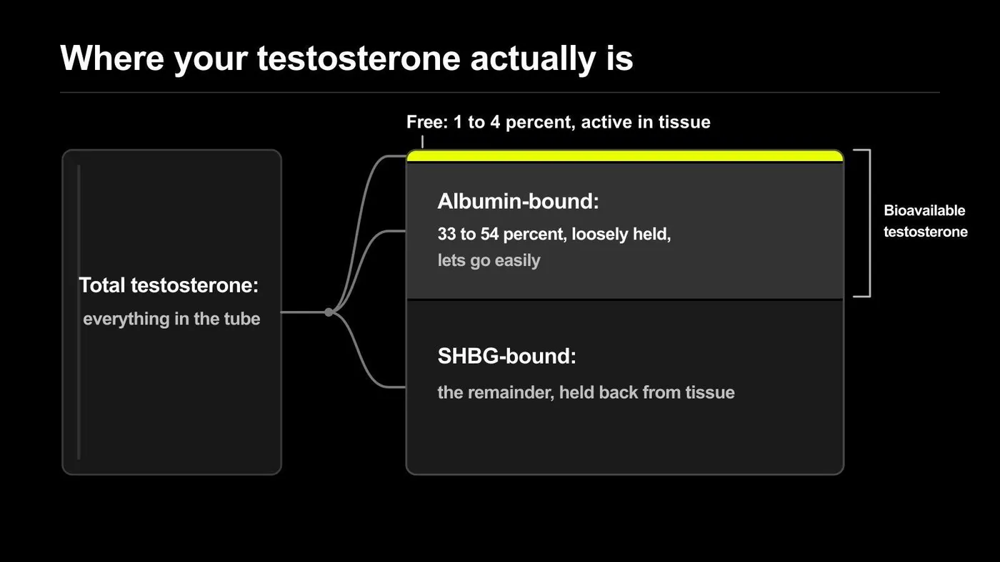SHBG free vs total testosterone