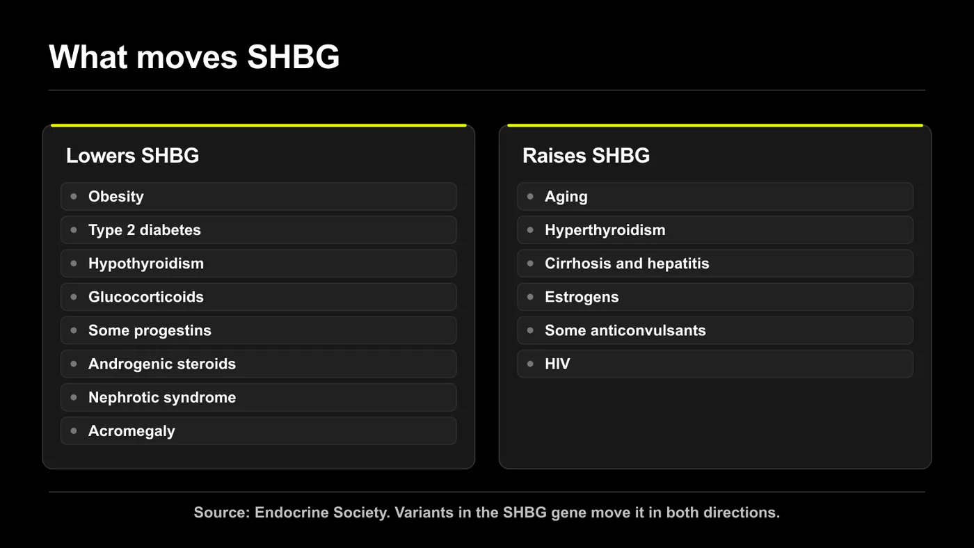 what causes low SHBG and high SHBG: factors that raise and lower sex hormone binding globulin