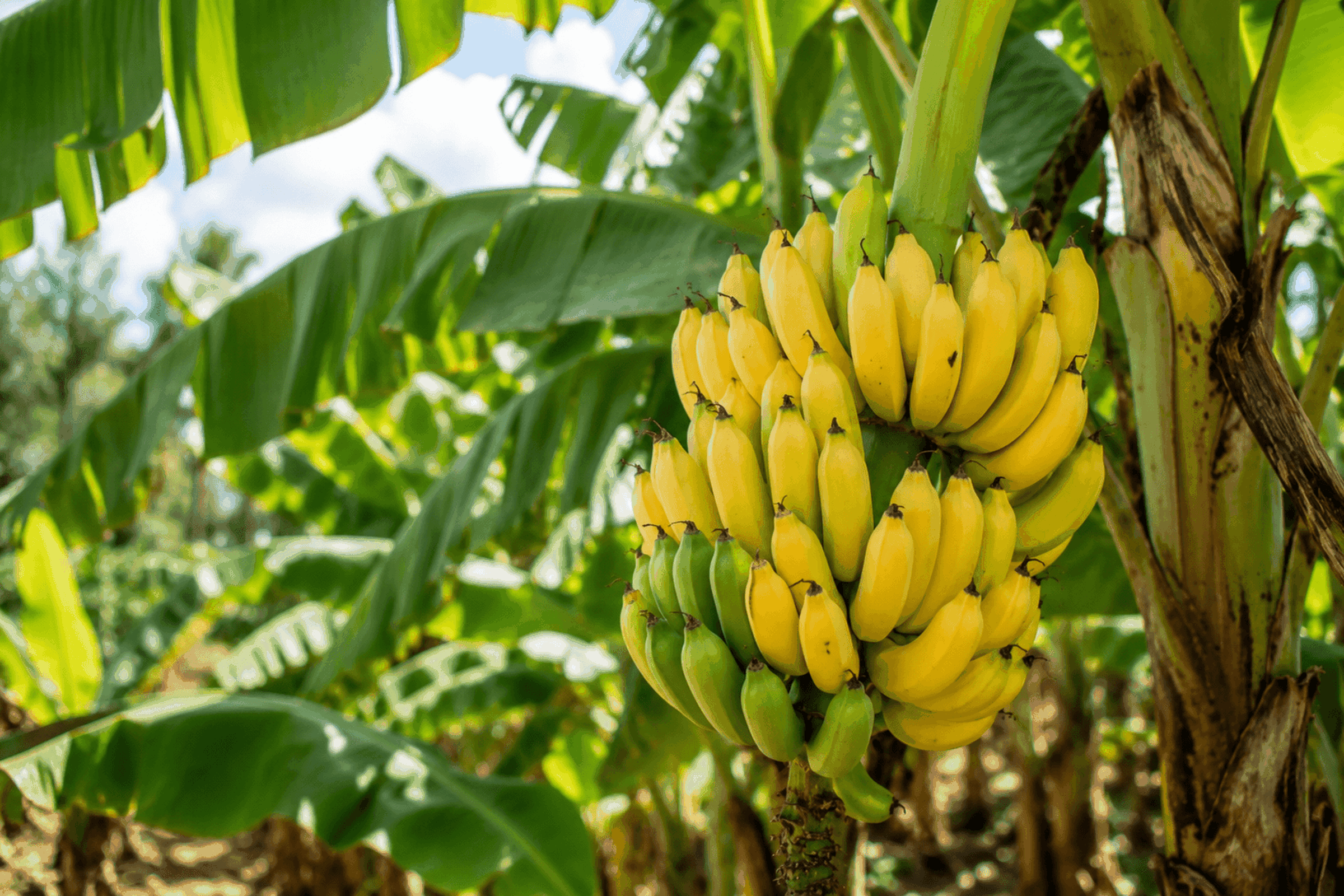 Banane