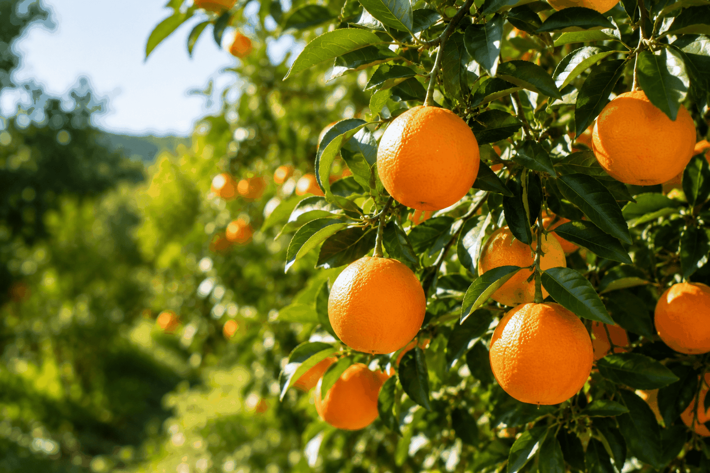 Orange