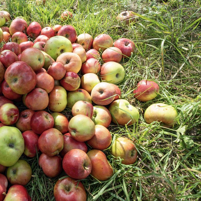 Haufen von roten Äpfeln auf Gras; zwei Hände greifen nach Früchten.