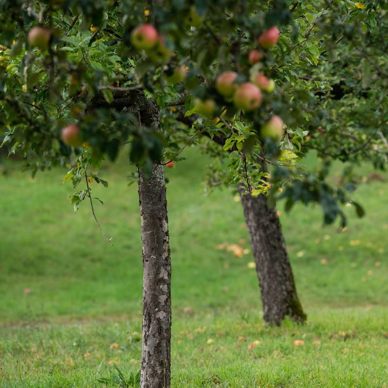 Albrecht Kumpf trägt einen Korb voller roter Äpfel durch einen Obstgarten mit grünen Apfelbäumen.