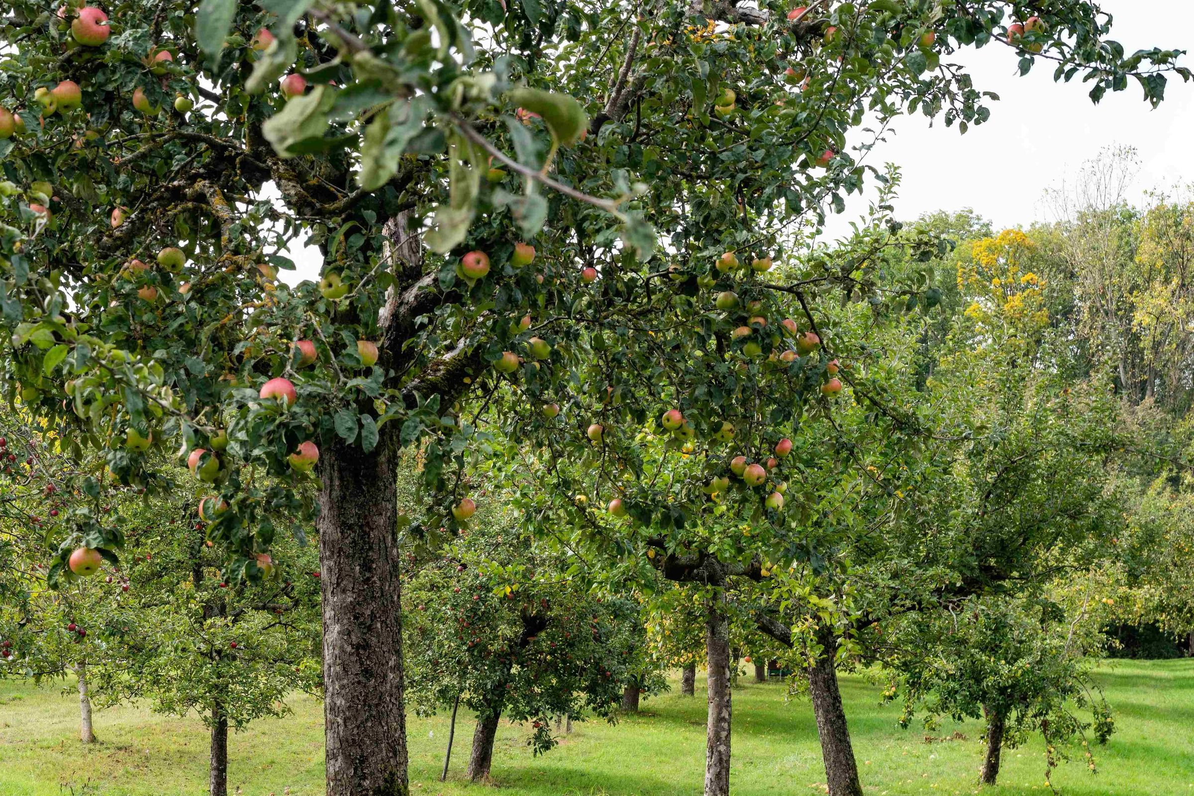Apfelbäumen auf einer Streuobstwiese