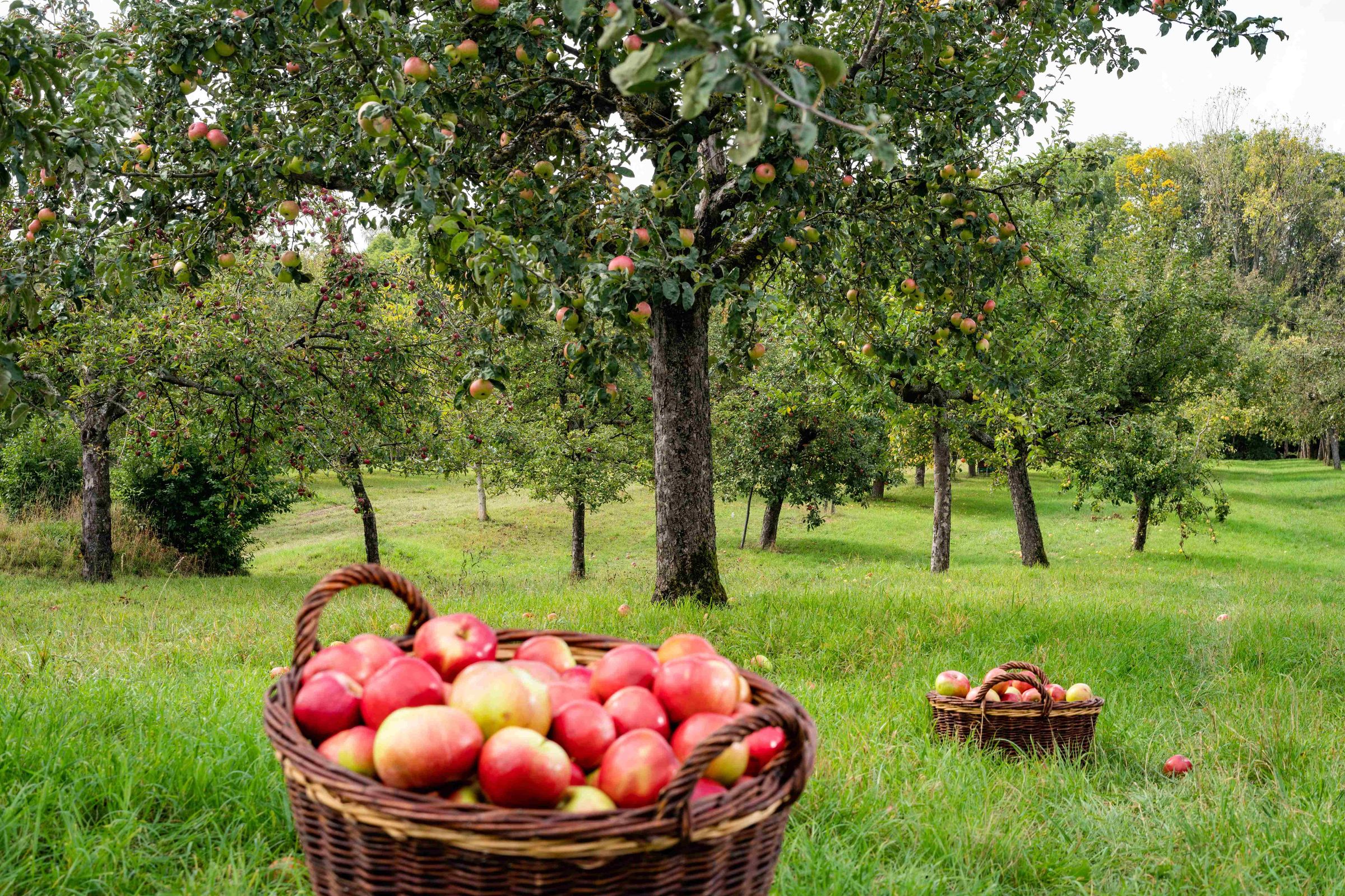 Körbe mit roten Äpfeln auf einer grünen Wiese vor einem Baum voller Äpfel auf einer Streuobstwiese..