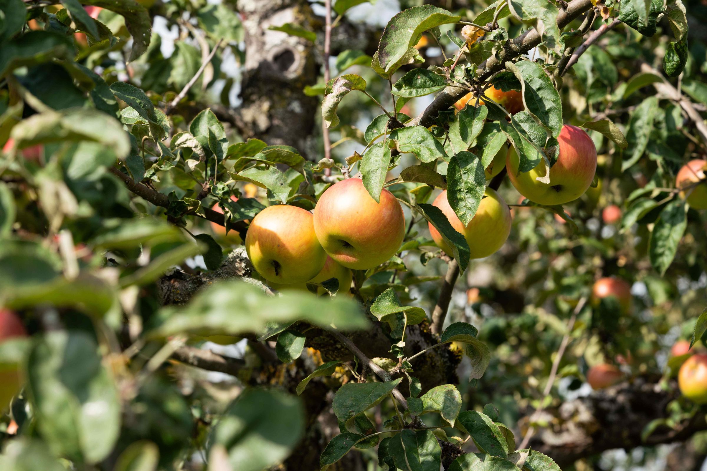 Äpfel in einem Apfelbaum, Nahaufnahme