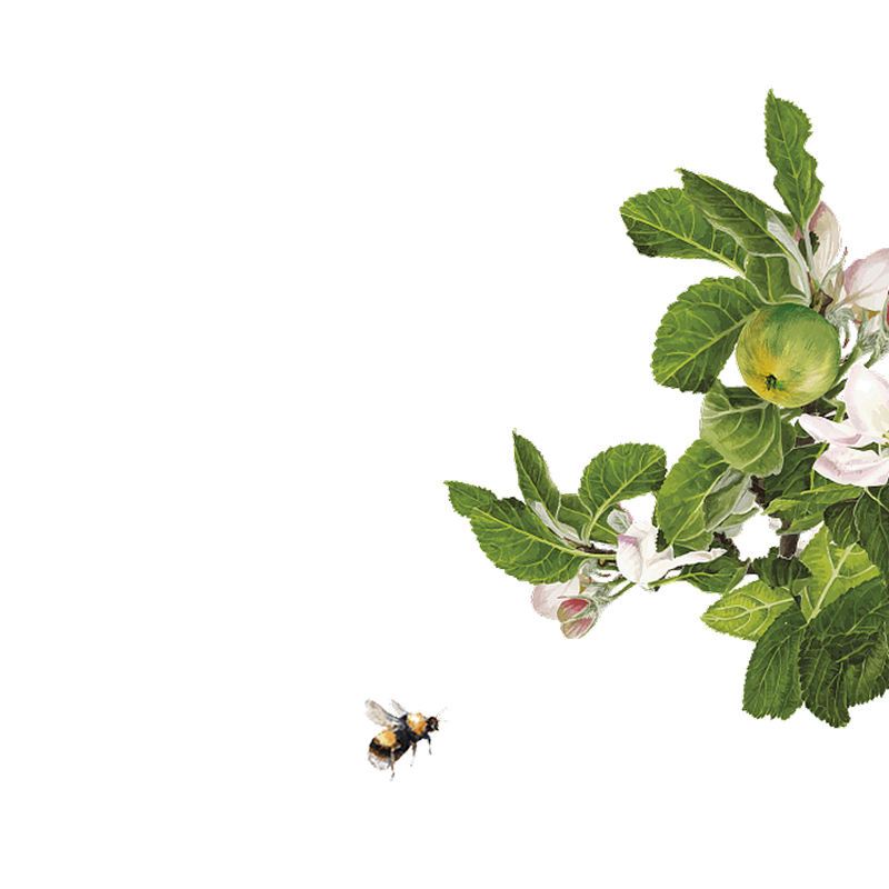 Grüne Apfelzweige mit rosa-weißen Blüten, eine fliegende Biene nähert sich von links unten.