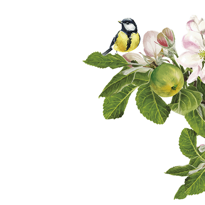 Eine Meise sitzt auf einem Zweig mit grünen Blättern, einer Knospe, einer kleinen grünen Frucht und einer rosa-weißen Blume.