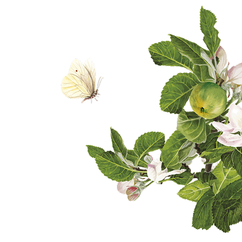 Schmetterling fliegt neben einem Apfelbaumzweig mit grünen Blättern, einem kleinen Apfel und hellrosa Blüten.