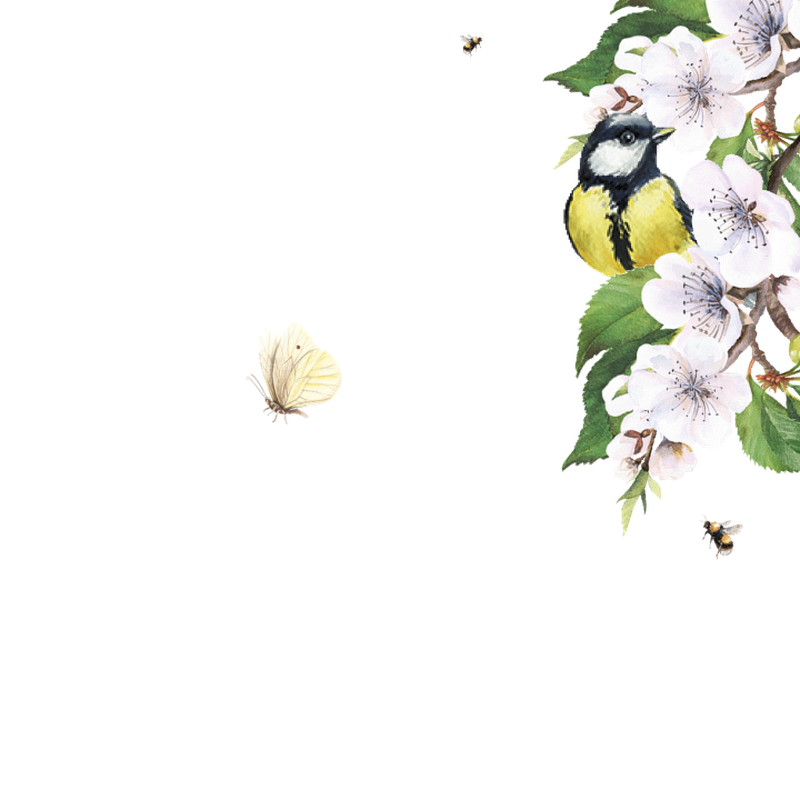 Ein Vogel sitzt auf einem Ast mit weißen Blüten, daneben eine fliegende Biene und ein Schmetterling.