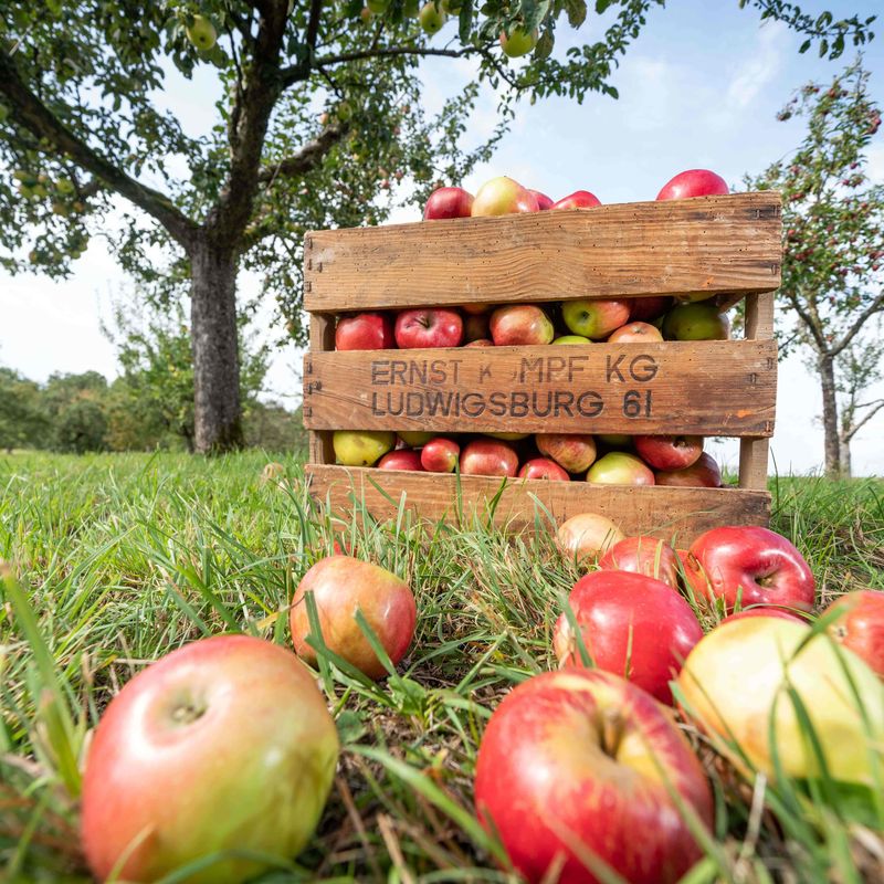 Holzkiste voller Äpfel auf einer Streuobstwiese; einige Äpfel liegen auf dem Gras, Bäume im Hintergrund unter freiem Himmel.
