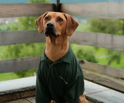 A brown dog wearing a green polo shirt sits on a wooden deck with a blurred green landscape in the background.