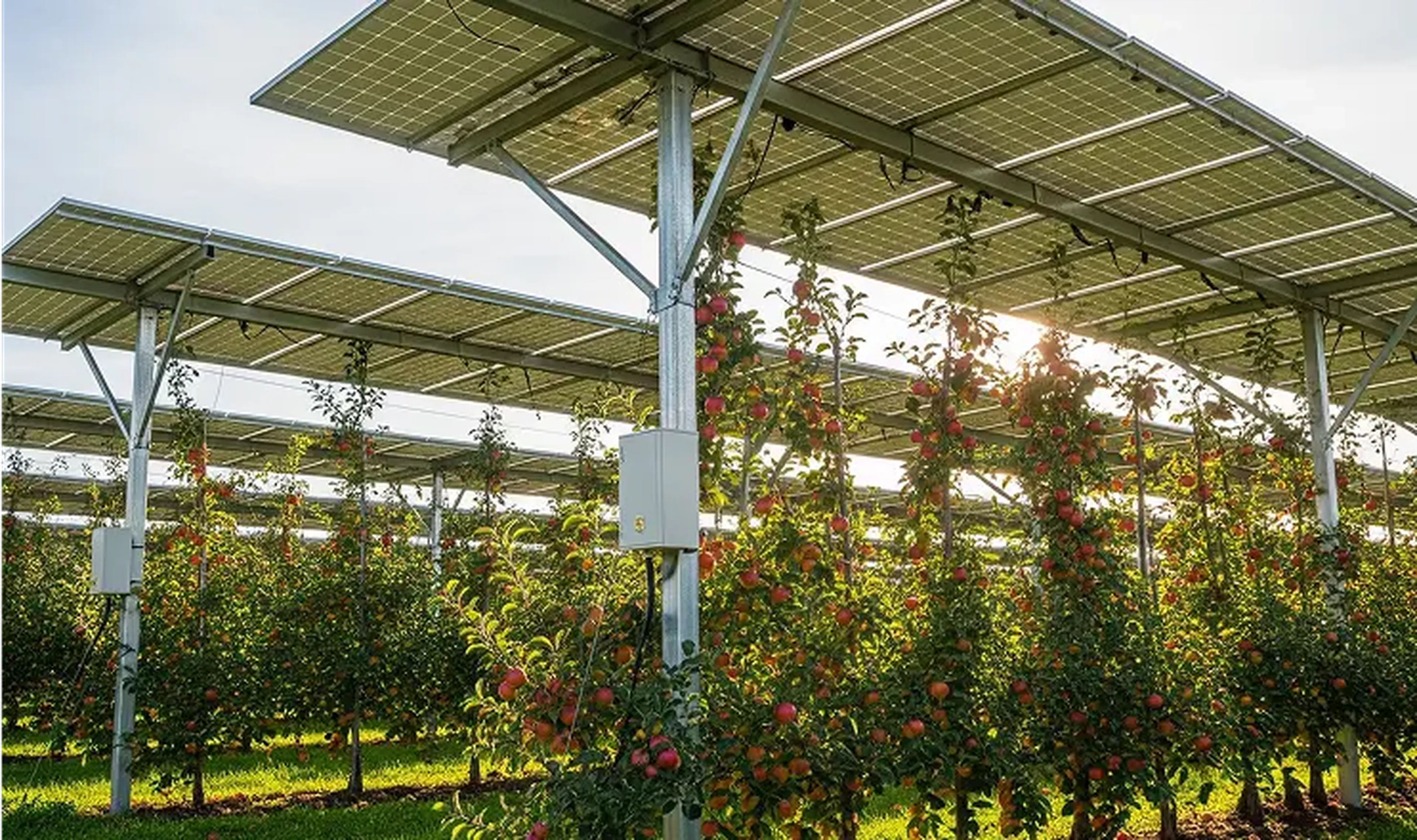 Apple orchard with solar panels overhead, sunlight filtering through. Trees laden with red apples, green grass below. Sustainable farming concept.