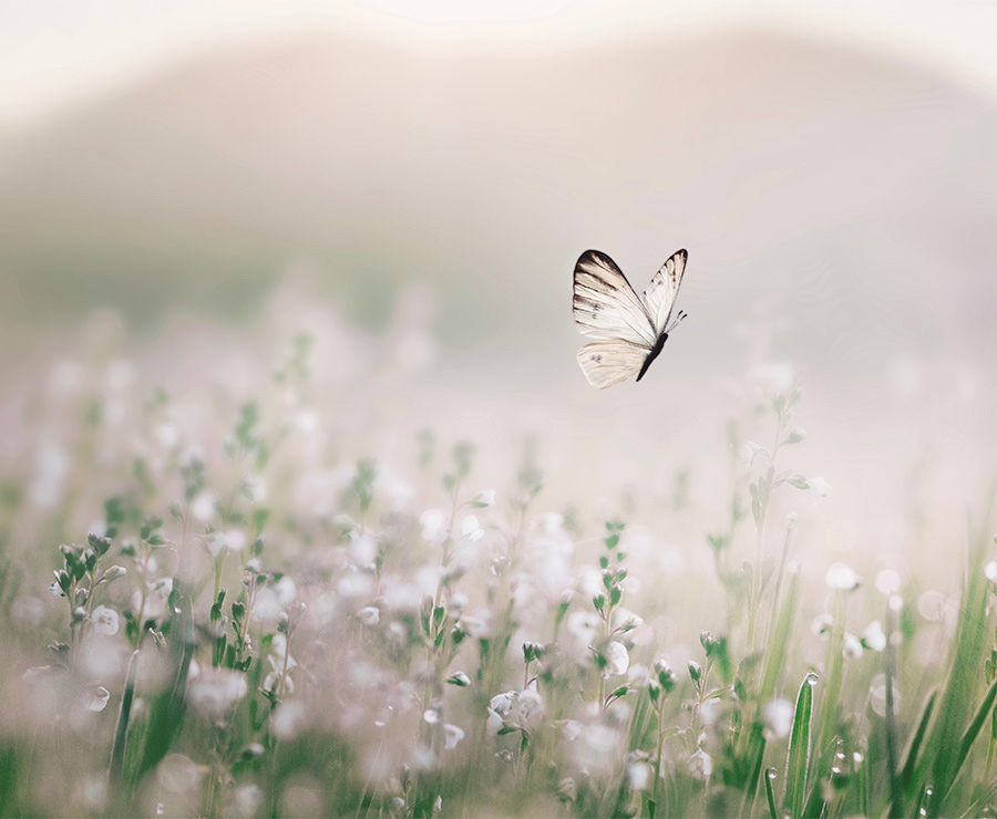 Schmetterling bei Blumenwiese