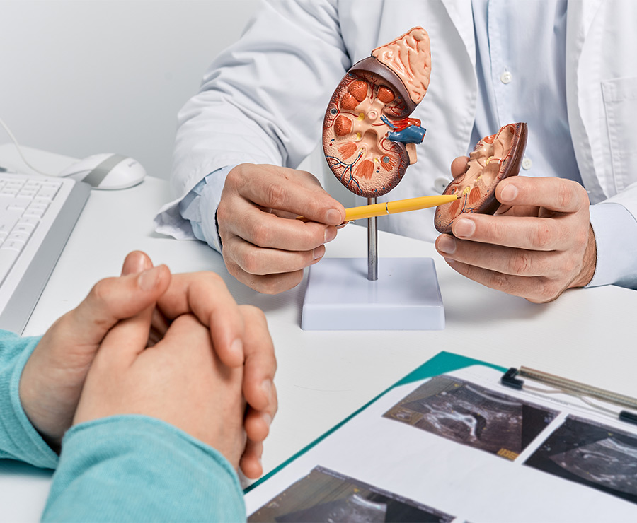 Arzt erklärt einem Patienten ein Modell einer Niere