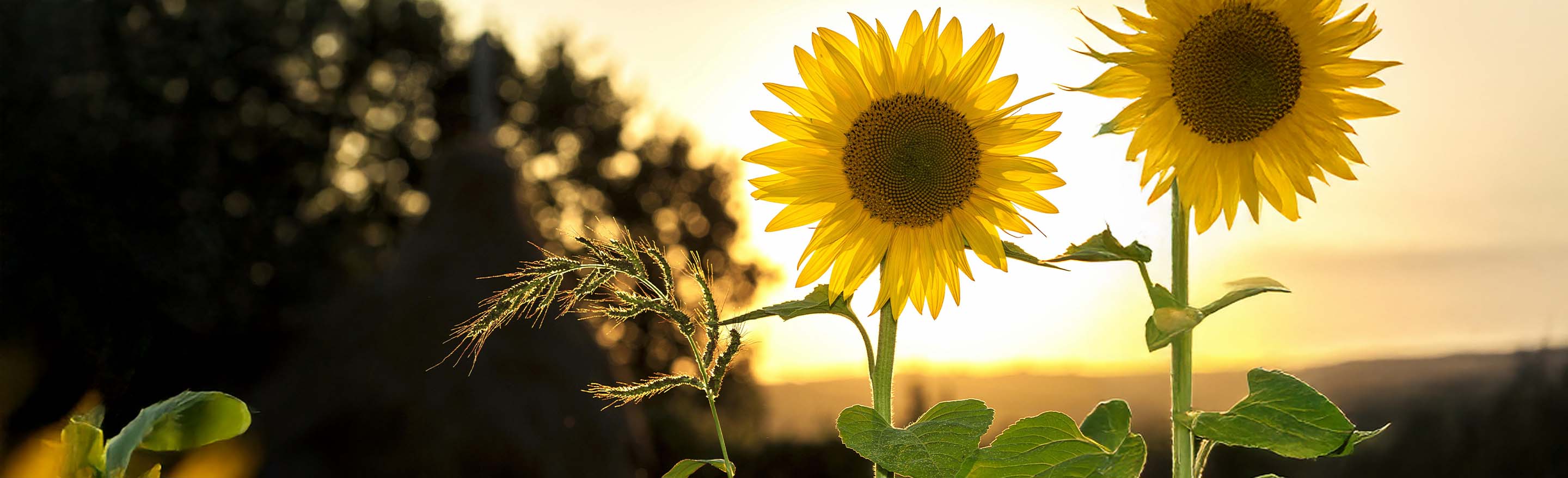 Sonnenblumen