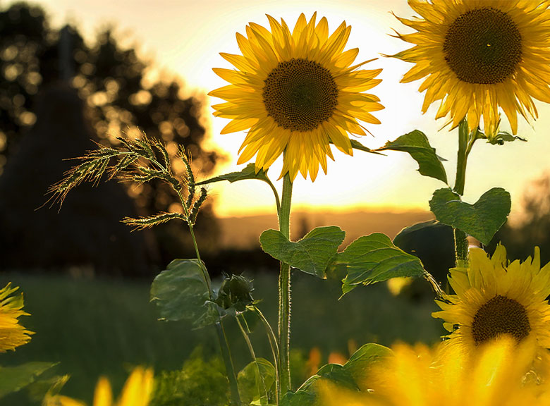 Sonnenblumen