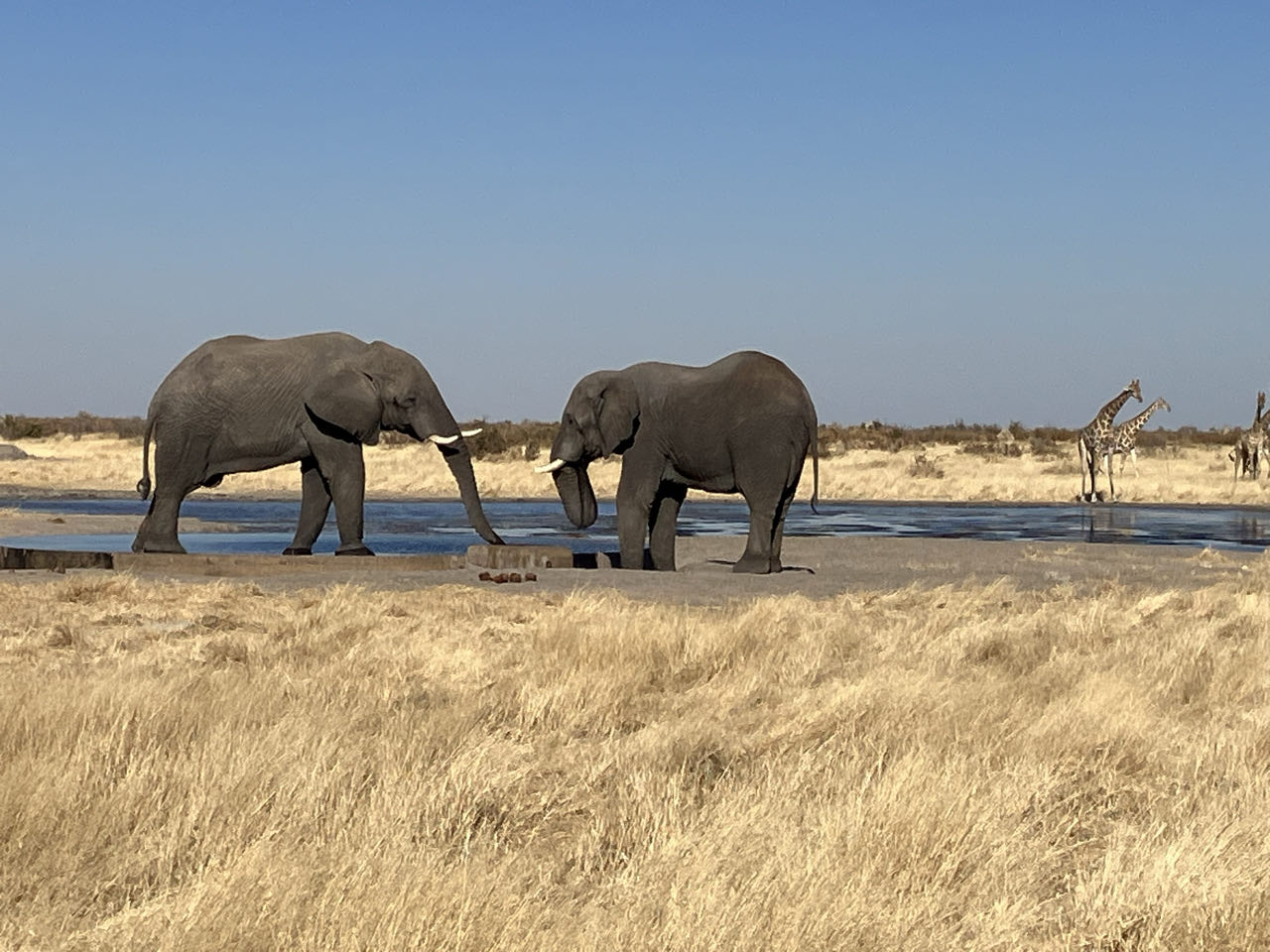 Namibian Desert Adventure
