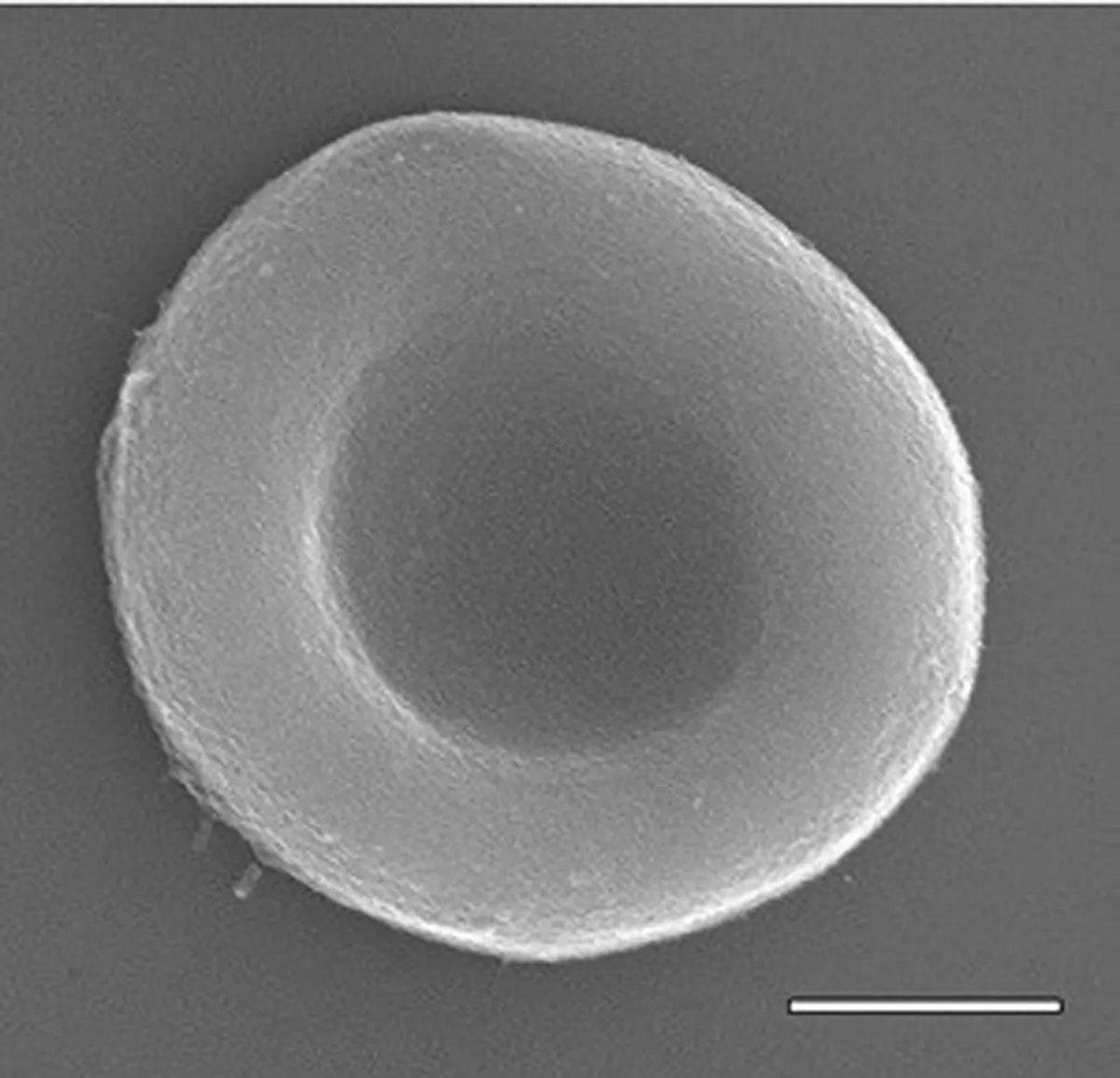 Artificial Red Blood Cells