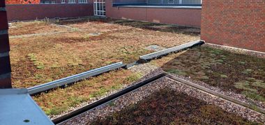 Blick auf ein Gründach, im Hintergrund ist der Fleiwa-Turm zu sehen. Foto: Stadt Oldenburg