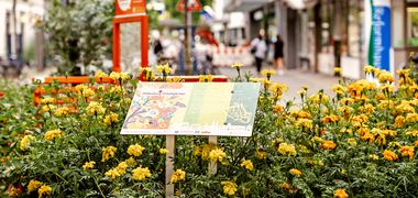 Blühende Pflanzen in einem Oldenburger Stadtgarten in der Innenstadt. Foto: Mittwollen und Gradetchliev