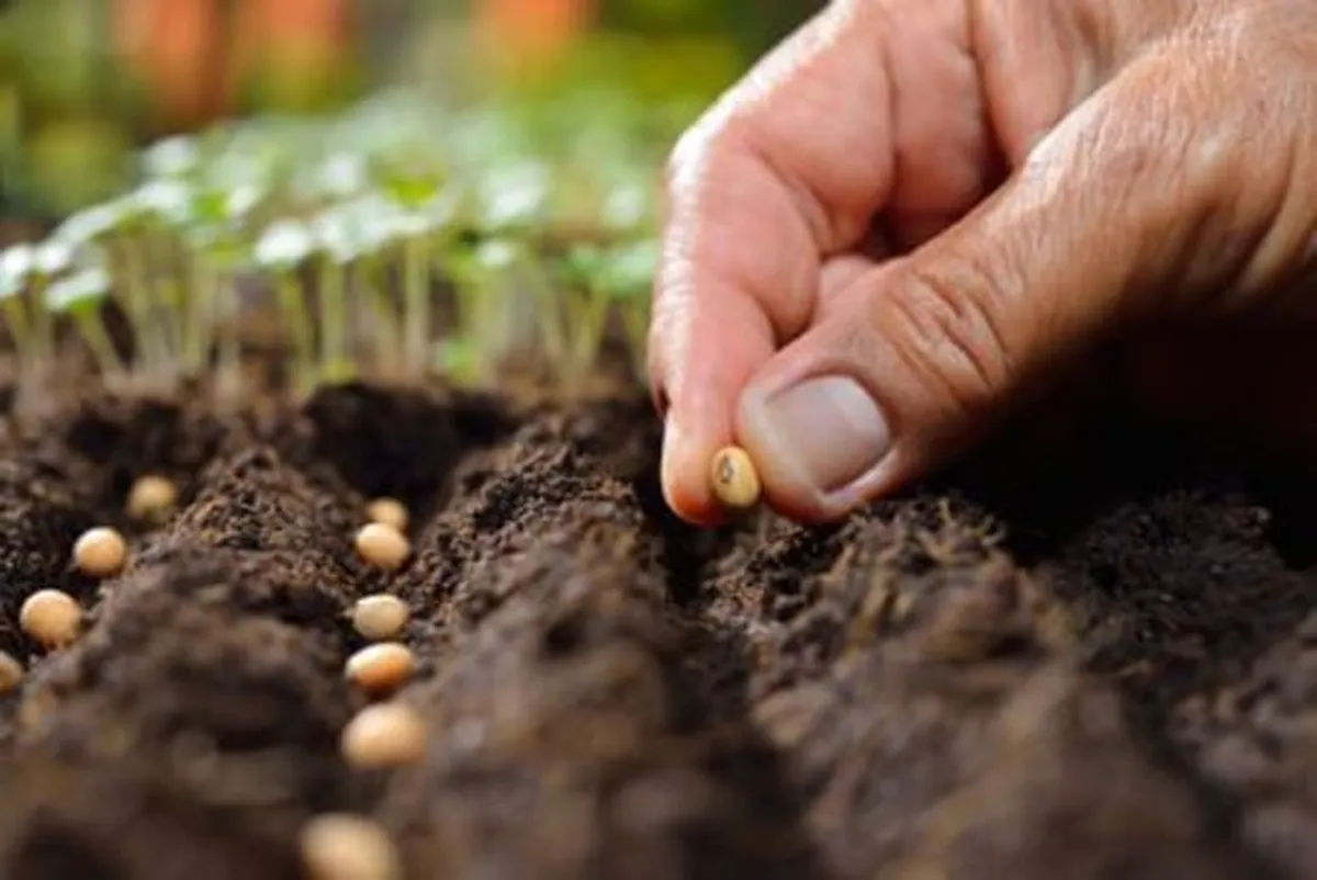 Plant the Right Seeds