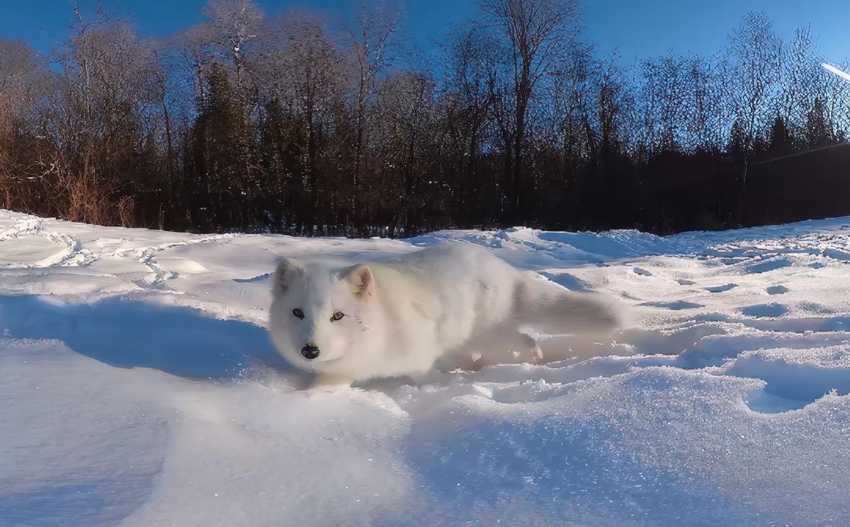 Snowy mountain landscape and arctic fox - Earth experience