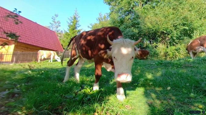 Animaux & Friends