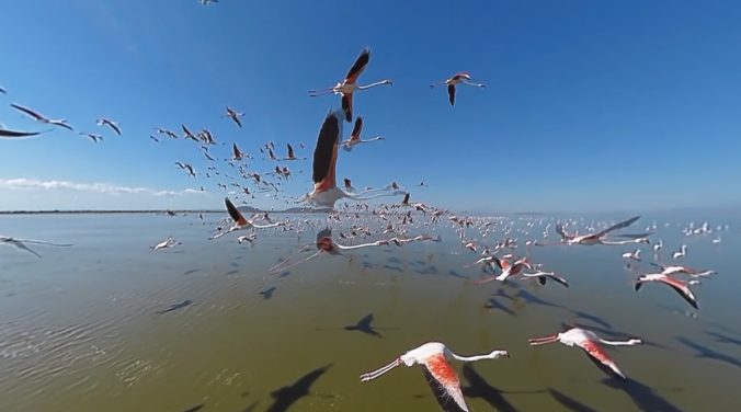 Vol avec les oiseaux