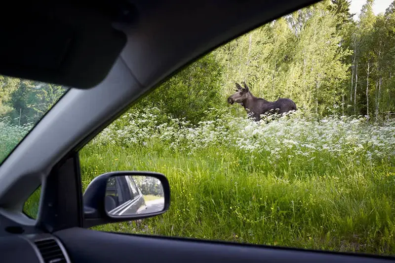 Nature view from car
