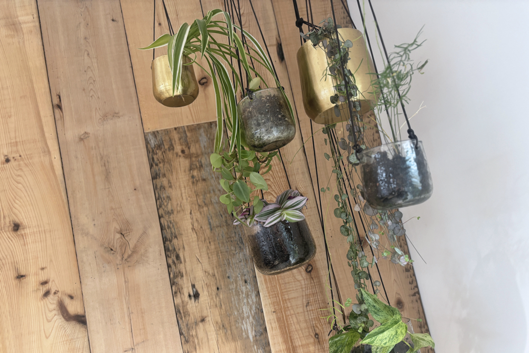 Air-purifying plants at The Green Workspace