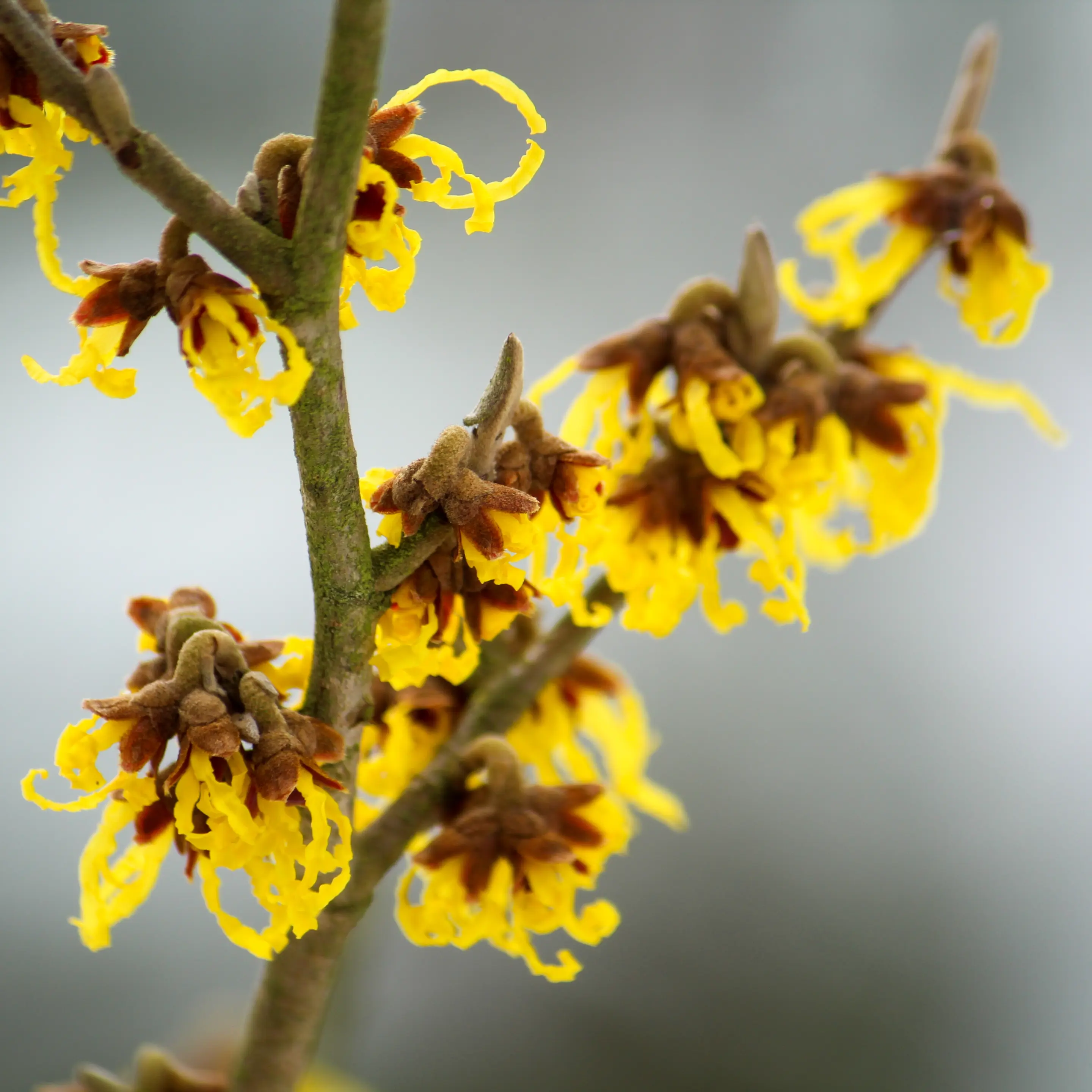 Nahaufnahme eines blühenden Zaubernuss-Zweiges (Hamamelis) mit charakteristischen gelben, fadenförmigen Blütenblättern.