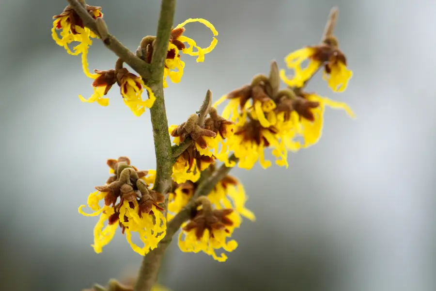Nahaufnahme eines blühenden Zaubernuss-Zweiges (Hamamelis) mit charakteristischen gelben, fadenförmigen Blütenblättern.