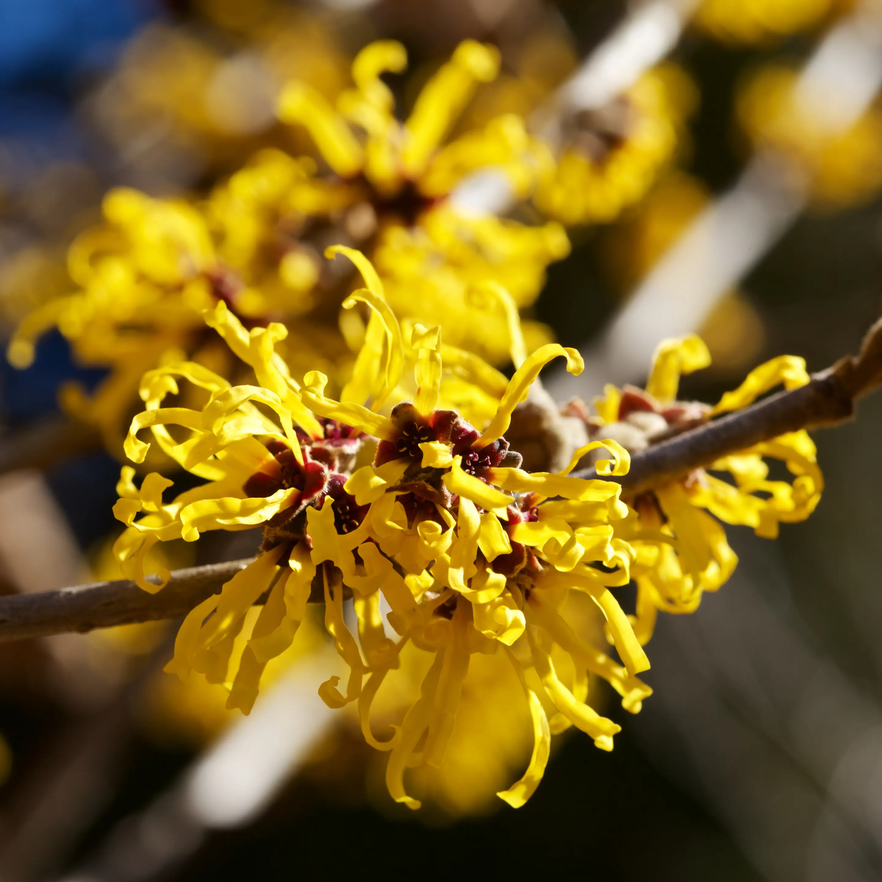 Blüten der Hamamelis an einem Zweig im Sonnenlicht.