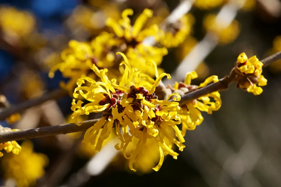 Blüten der Hamamelis an einem Zweig im Sonnenlicht.