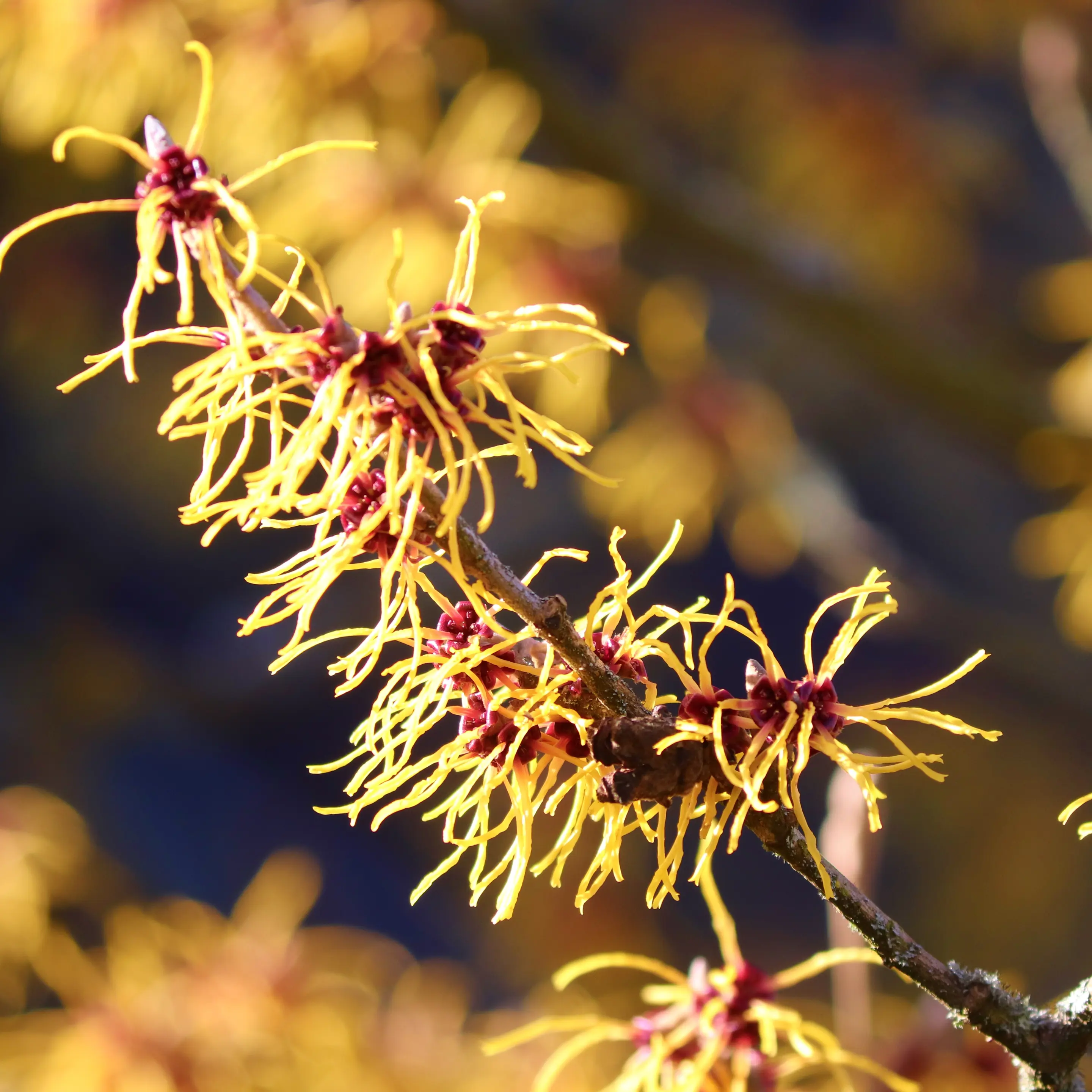 Blühende Hamamelis-Zweige mit gelben Blüten in Nahaufnahme.