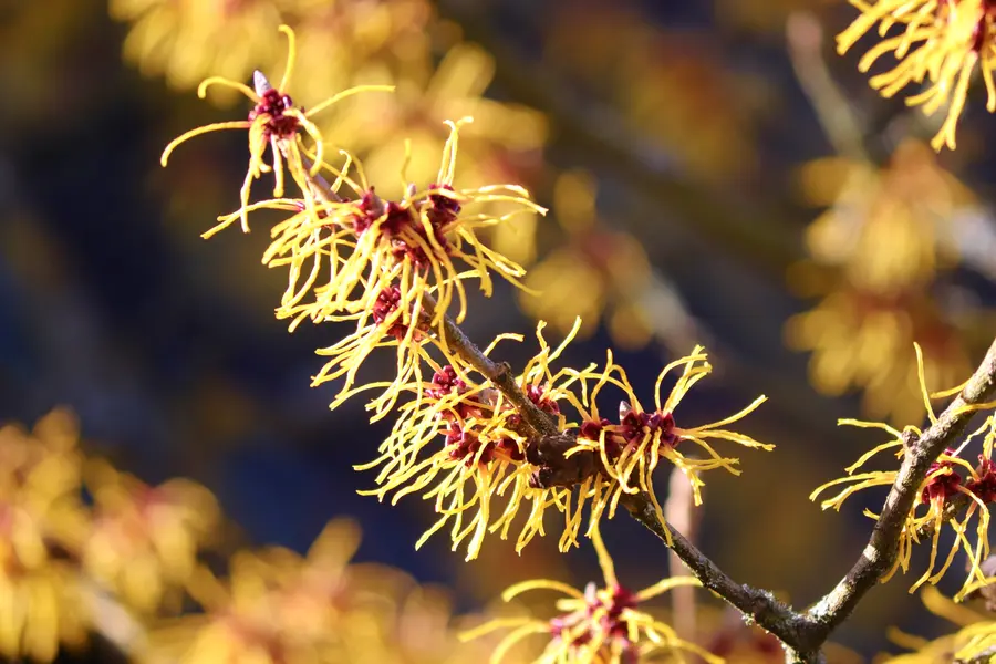 Blühende Hamamelis-Zweige mit gelben Blüten in Nahaufnahme.