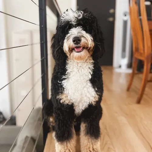 Mabel-Lou