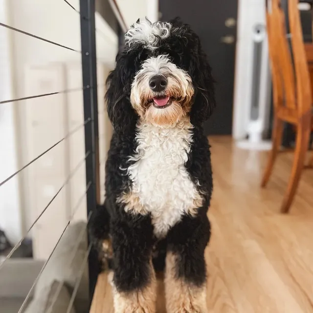 Mabel-Lou