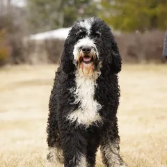 Remi