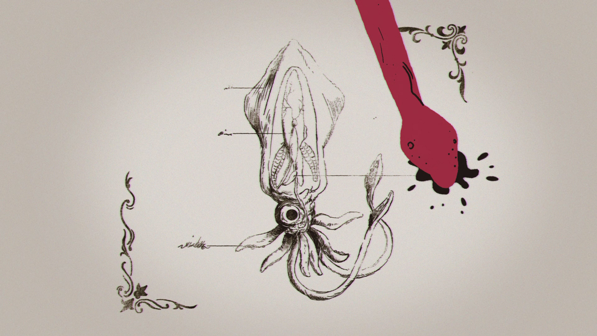 Squids - TedEd — image 3