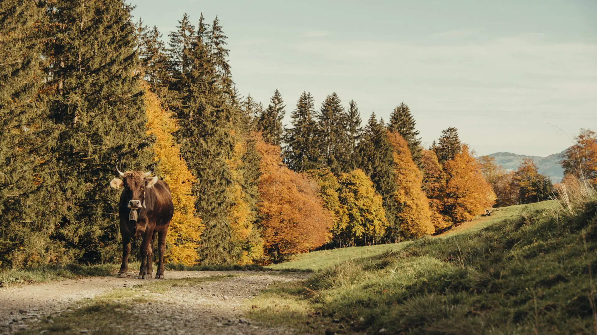 Blick über die Allgäuer Bergwelt