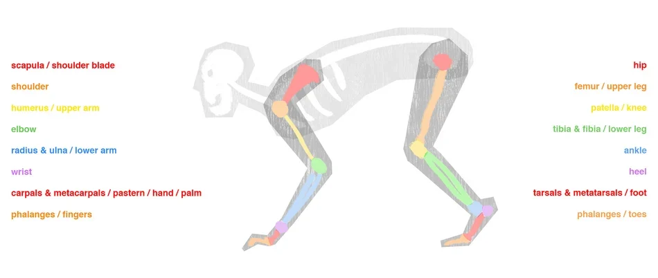 rigging-quadrupeds-animation-6.png
