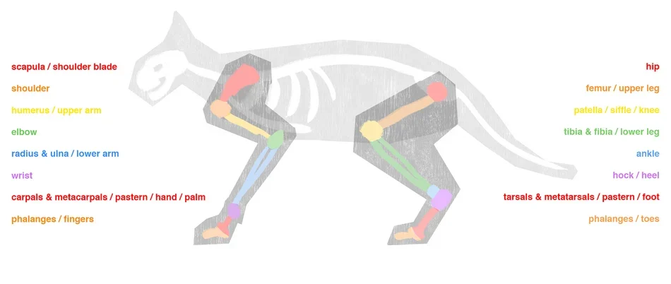 rigging-quadrupeds-animation-5.png