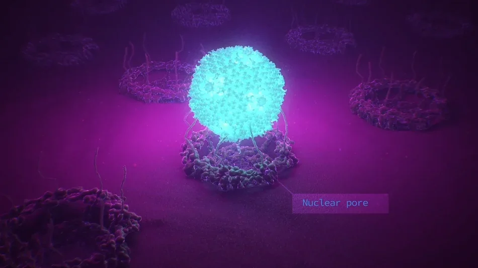 A Virus that Kills Cancer (6).png