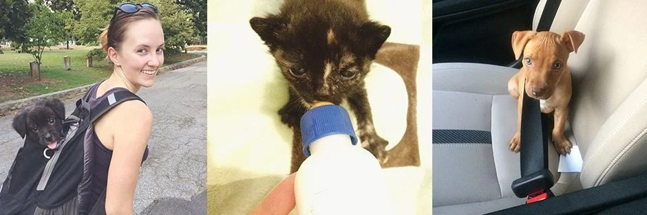 Alex Pope Rescue Animalos.jpg