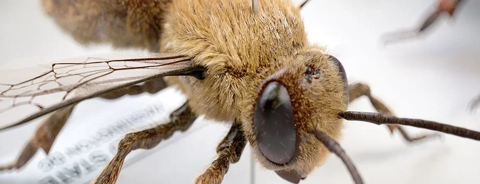 Scott Geersen Bee Render.jpg