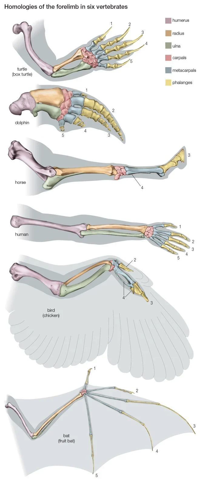 rigging-quadrupeds-animation-7.jpg