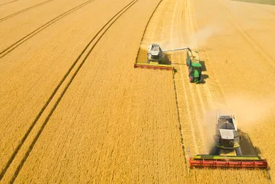 Zwei Mähdrescher ernten ein goldfarbenes Getreidefeld aus der Vogelperspektive. Ein Traktor sammelt Erntegut in der Mitte ein.